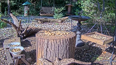 LIVE 24/7 Indiana Birds, Squirrels and Wildlife Feeder Cam