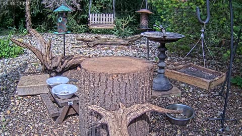 LIVE 24/7 Indiana Birds, Squirrels and Wildlife Feeder Cam