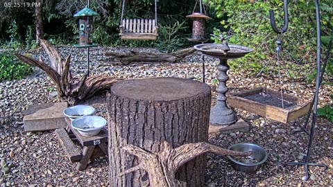 LIVE 24/7 Indiana Birds, Squirrels and Wildlife Feeder Cam