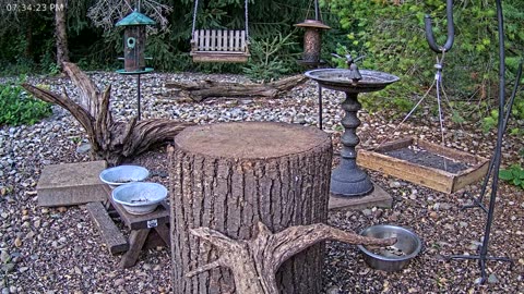 LIVE 24/7 Indiana Birds, Squirrels and Wildlife Feeder Cam