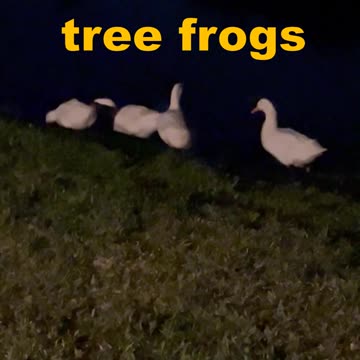 Deafening CRICKET Sounds on 3/31/2025 - Never Heard This So Early... Early Summer Coming??