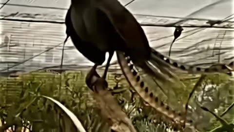 parrot aura moments