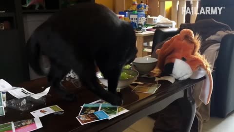 Funny Cat Compilation