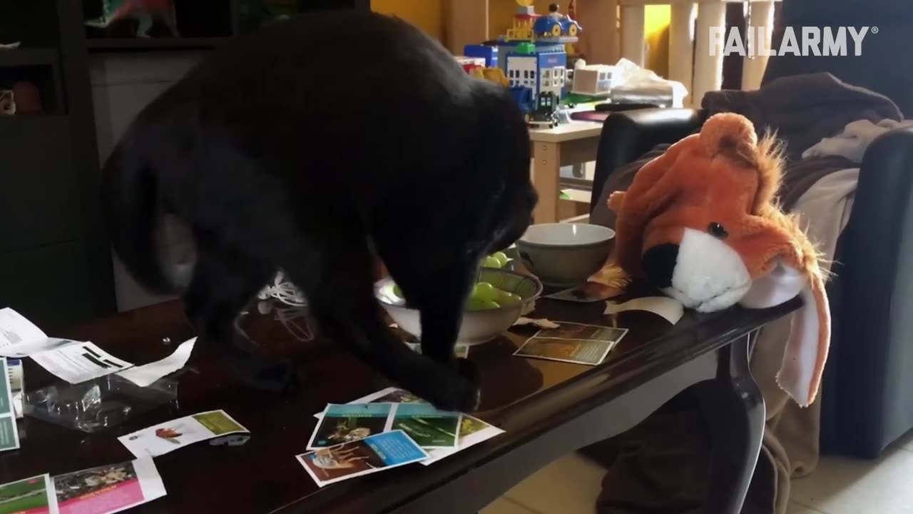 Funny Cat Compilation