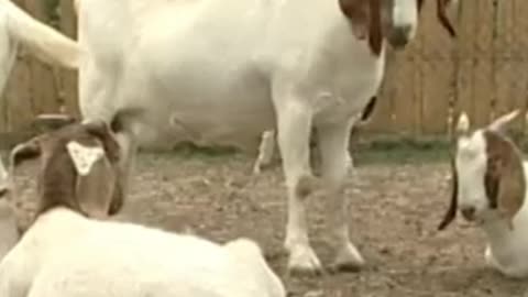 goat