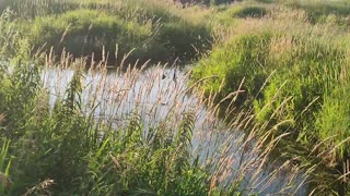 July 22, 2025 - The Live Traps Aren't Working ADC Beavers