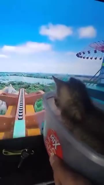 Giving a kitten the experience of riding on a rollercoaster