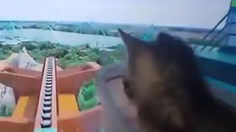 Giving a kitten the experience of riding on a rollercoaster