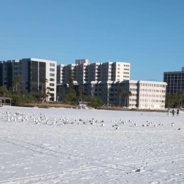 CHRISTMAS EVE ON SIESTA KEY BEACH WITH THE SEAGULLS!