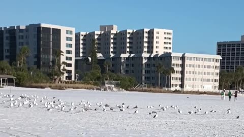 CHRISTMAS EVE ON SIESTA KEY BEACH WITH THE SEAGULLS!