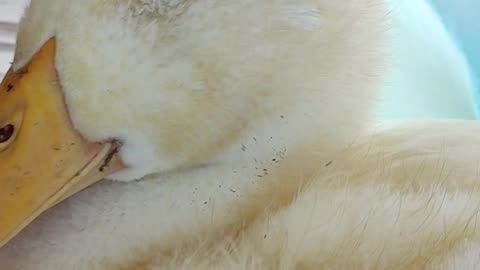 Princess Peeps' feathers are coming in!