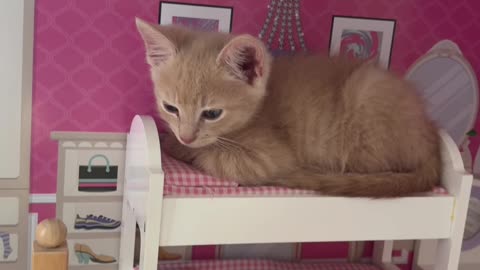 Kitten In The Dollhouse Bed