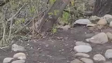 #shorts #coyote running up the #ravine & walking into #neighborhood 🐅 #animal #wildlife #animals
