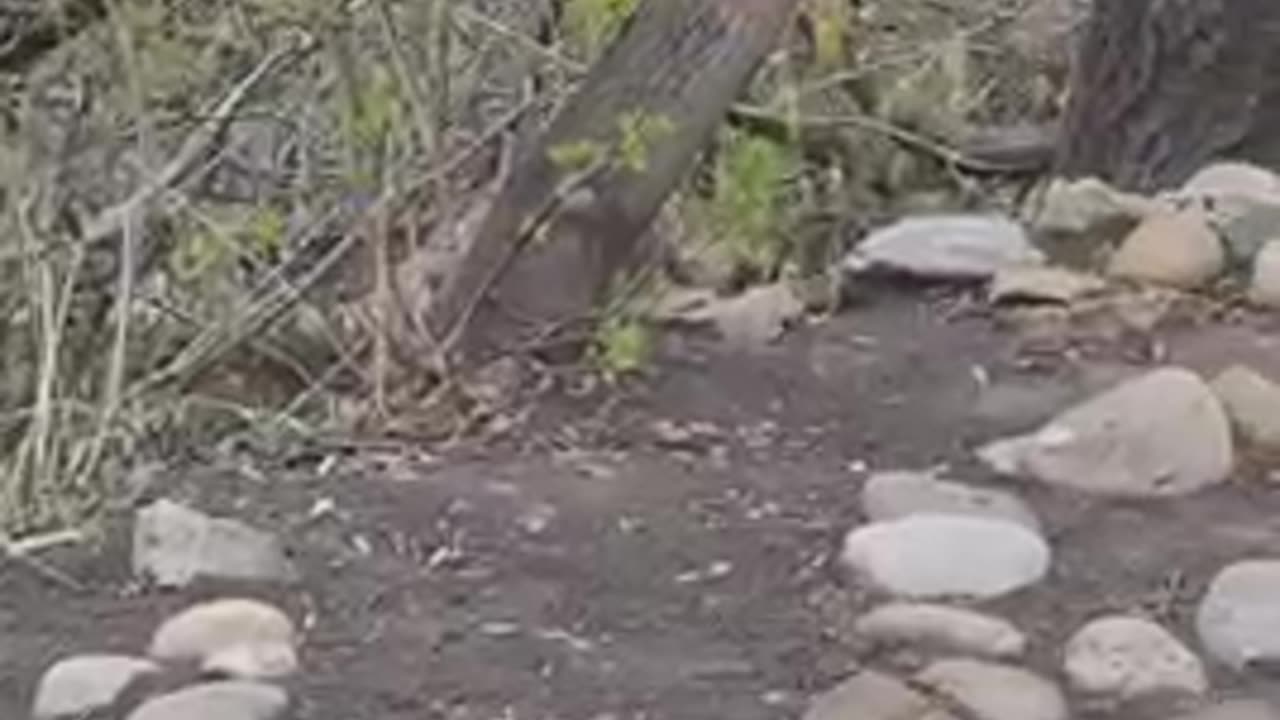#shorts #coyote running up the #ravine & walking into #neighborhood 🐅 #animal #wildlife #animals