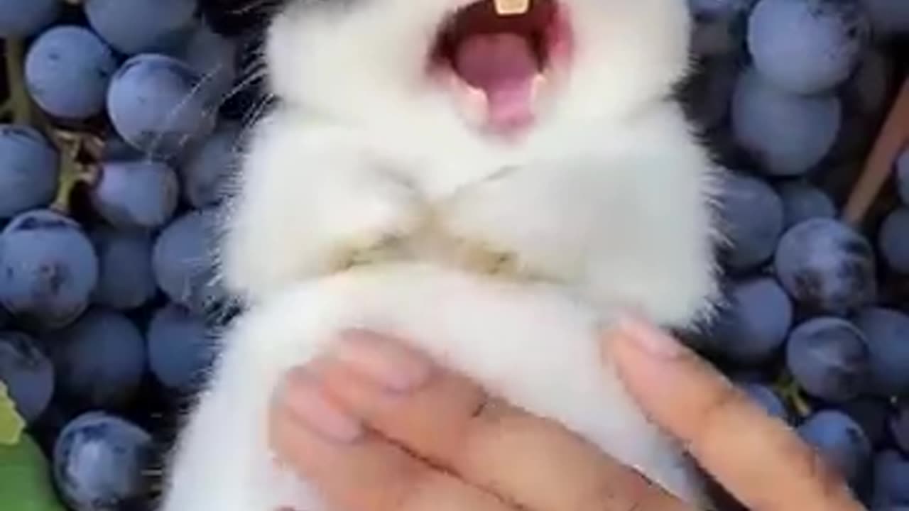 Cute little rabbit 🐰😍