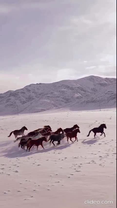 meus canal de animais no youtube 2.mp4