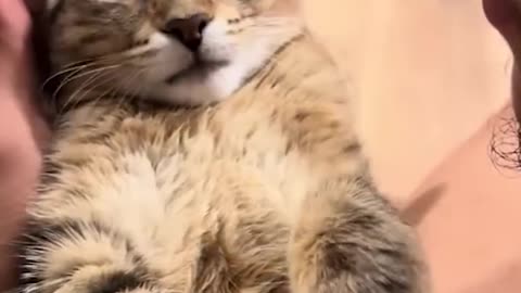 #14 "This Cat Learned How to Open Doors – And the Result Is Pure Comedy!"
