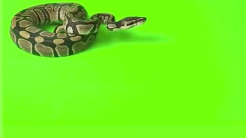 Snake Green Screen Video | Free Stock Footage