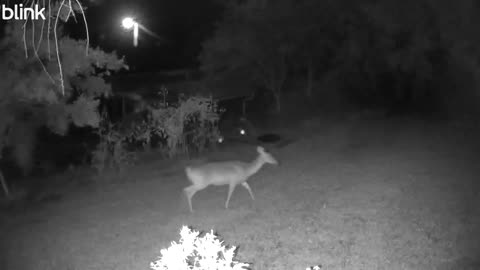 Deer big doe in my Backyard