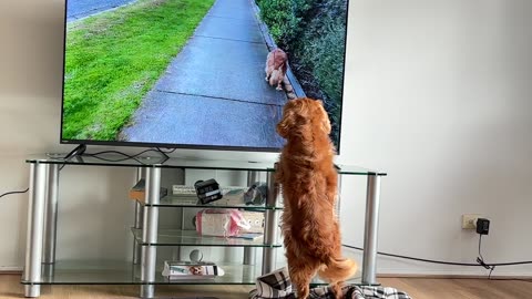 Seeing your own reaction on TV