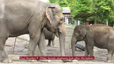 10 True Elephant Facts They Never Told You 🐘 | You Won’t Believe #7