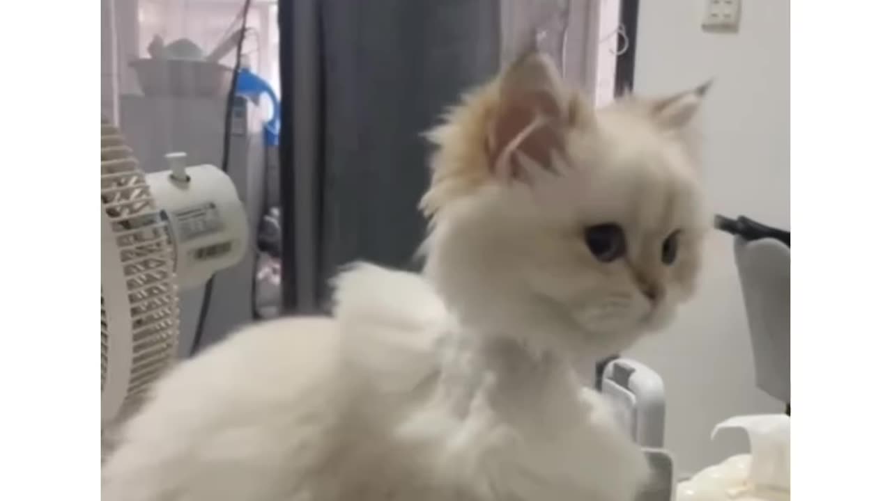 #funnyanimals, #petsoftiktok,