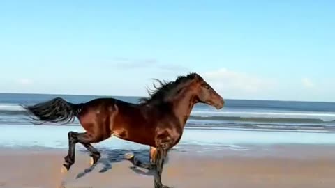 horse running on a beach