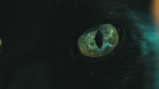 Macro Close Up Of A Cat's Fascinating Green Eyes