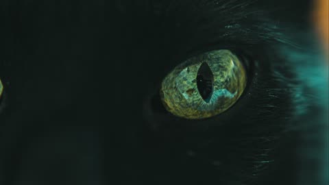Macro Close Up Of A Cat's Fascinating Green Eyes