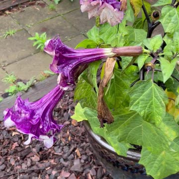 Quick Look at my Datura Metel (Devil’s Trumpet) plant