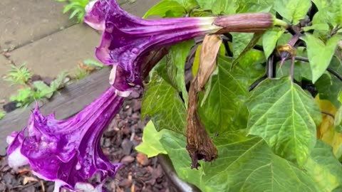 Quick Look at my Datura Metel (Devil’s Trumpet) plant