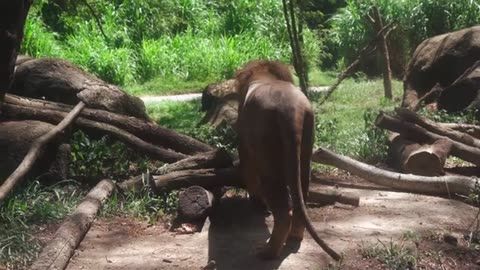 Lion video no copyright Free Stock Footage