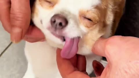 The pups who know how to act cute get the best treatment!