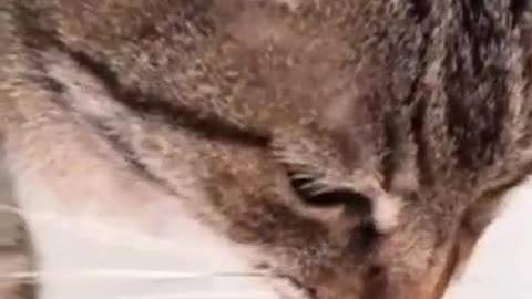 Cat Not Eating? 6 Quick Fixes Vets Recommend