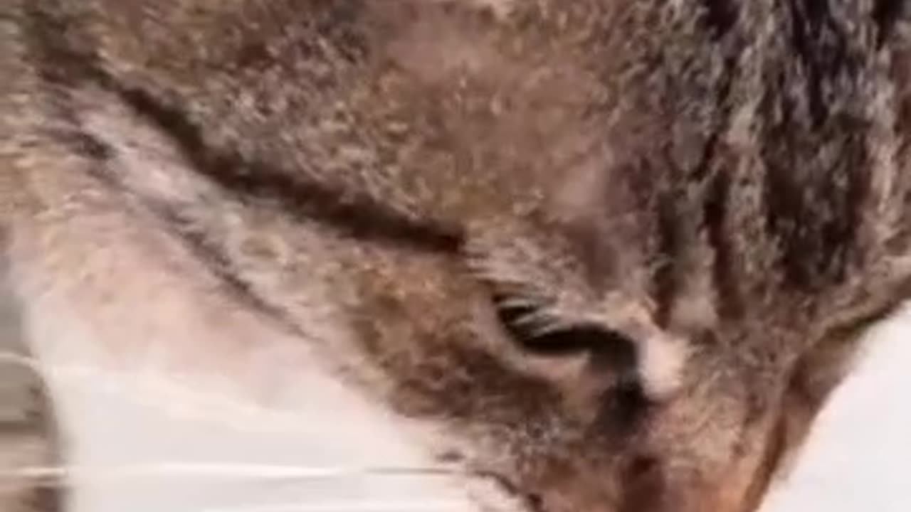 Cat Not Eating? 6 Quick Fixes Vets Recommend