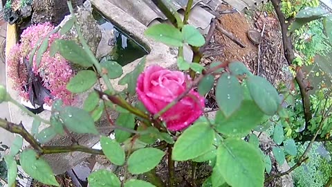 beautiful flowers
