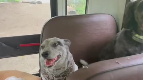 “Fluffy Passengers Only – The Most Adorable Bus in Town!”