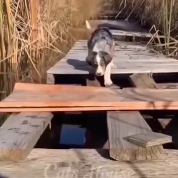 Funny Animals 2024 😂 - Funniest Cats and Dogs video 🐱 🐶 #shorts part 135