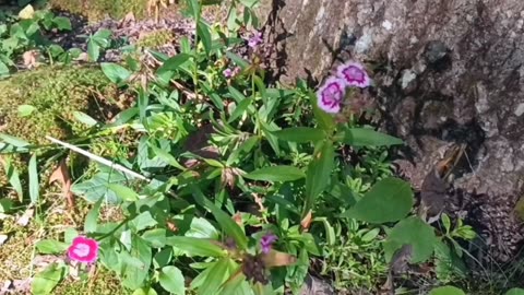 Sweet William