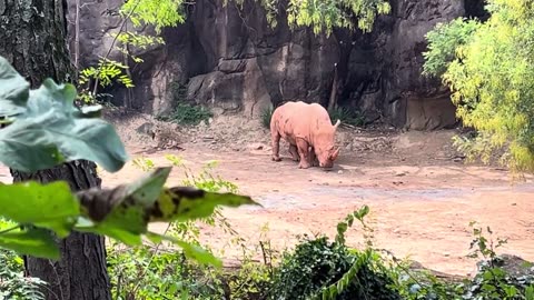 White Rhino