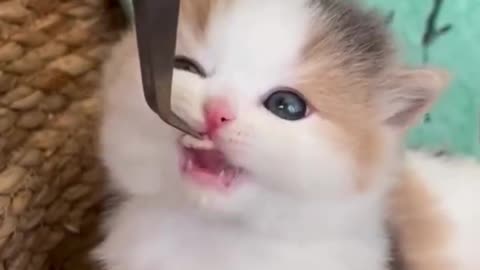 Adorable Tiny Kitten Eats So Sweetly – Just Look at That Face! 🥹🐾