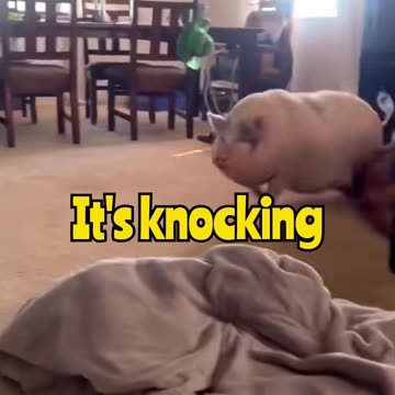Giant Pig Goes Wild in the House 🐷💨 You Gotta See This!