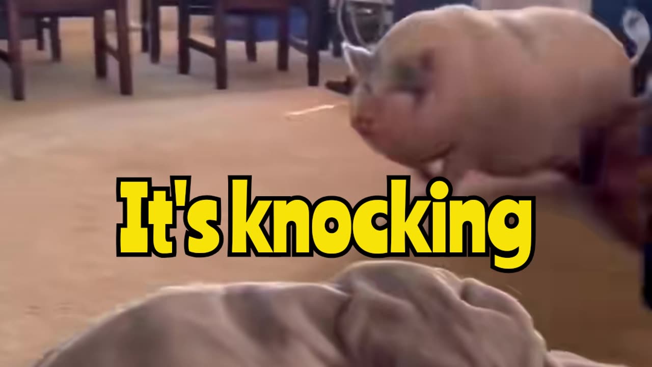 Giant Pig Goes Wild in the House 🐷💨 You Gotta See This!