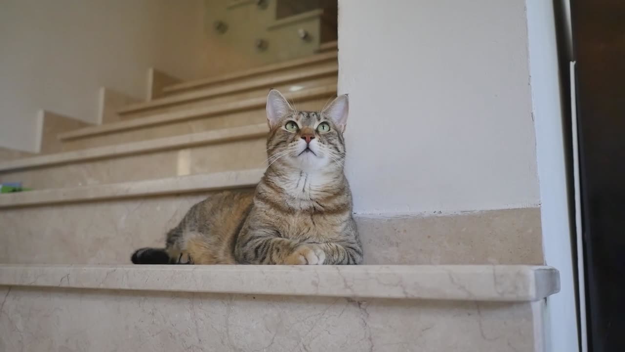Curious Cat on the Stairs Watching Something Above