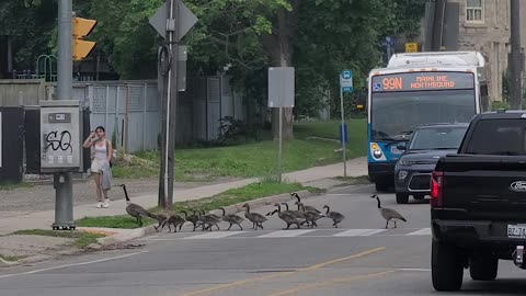 Polite Geese Use Pedestrian Crossing