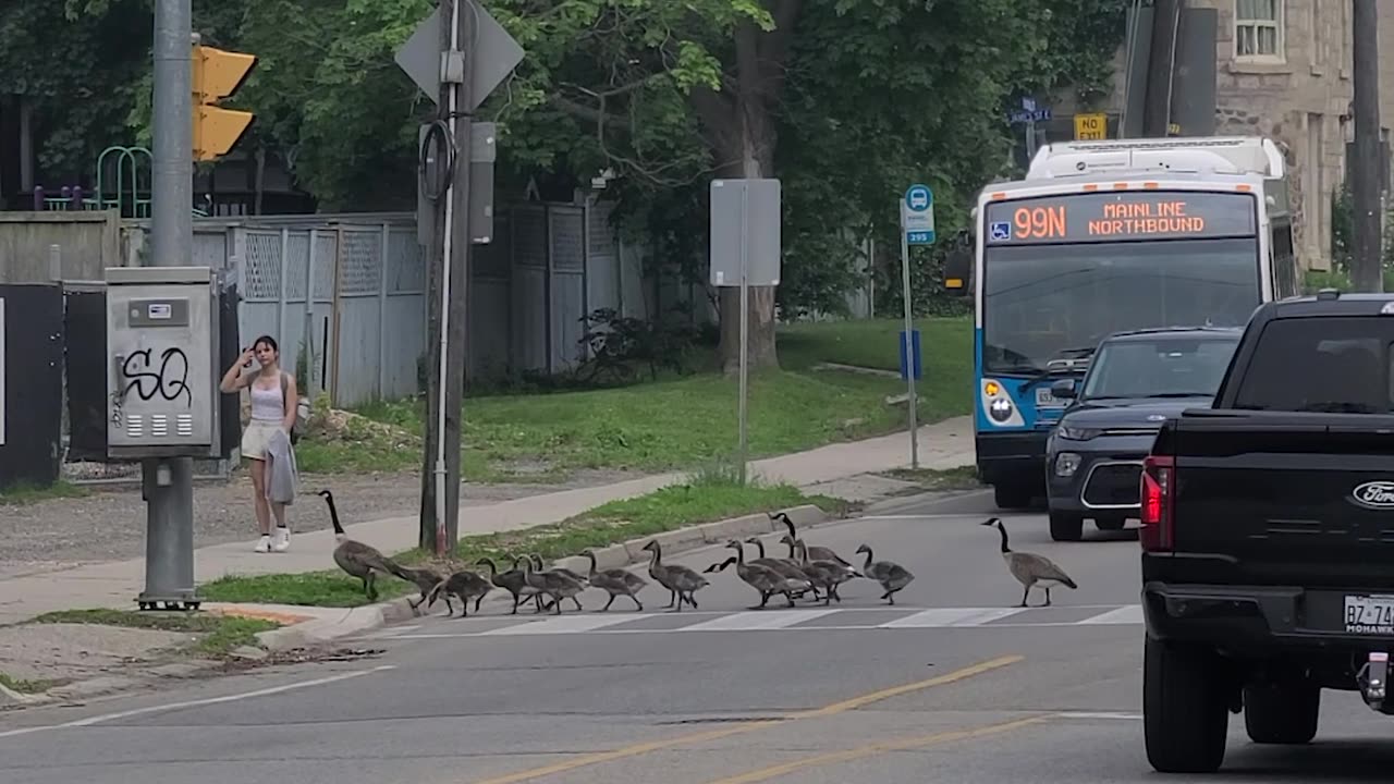 Polite Geese Use Pedestrian Crossing
