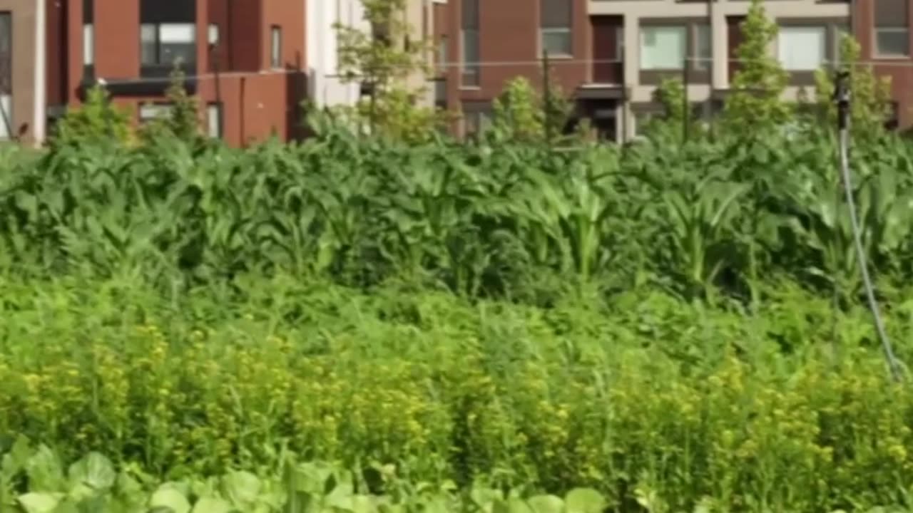 From Empty Lot to Lush Garden!