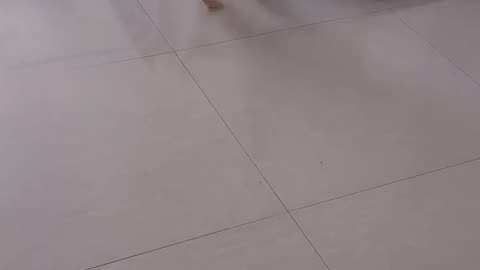 😭🐾 Too Cute To Be Guilty? Innocent Pup Caught! | FunFM