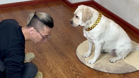这狗子要去玩麻将，还怕输吗？This dog is going to play mahjong, are you still afraid of losing?