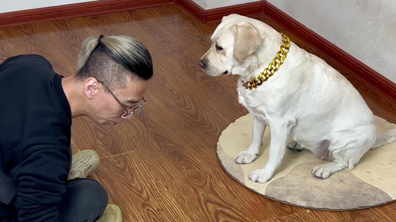 这狗子要去玩麻将，还怕输吗？This dog is going to play mahjong, are you still afraid of losing?